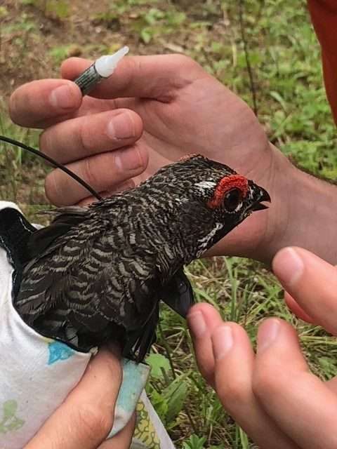 Bringing back an endangered bird