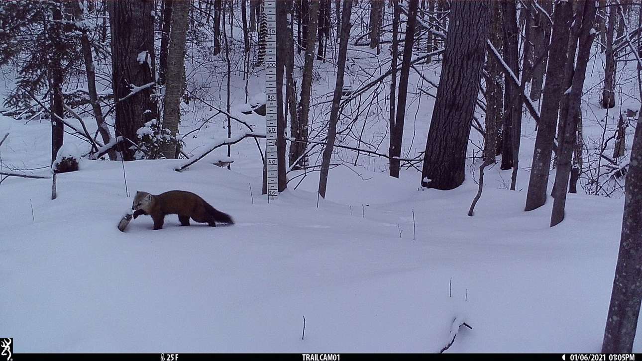 American marten