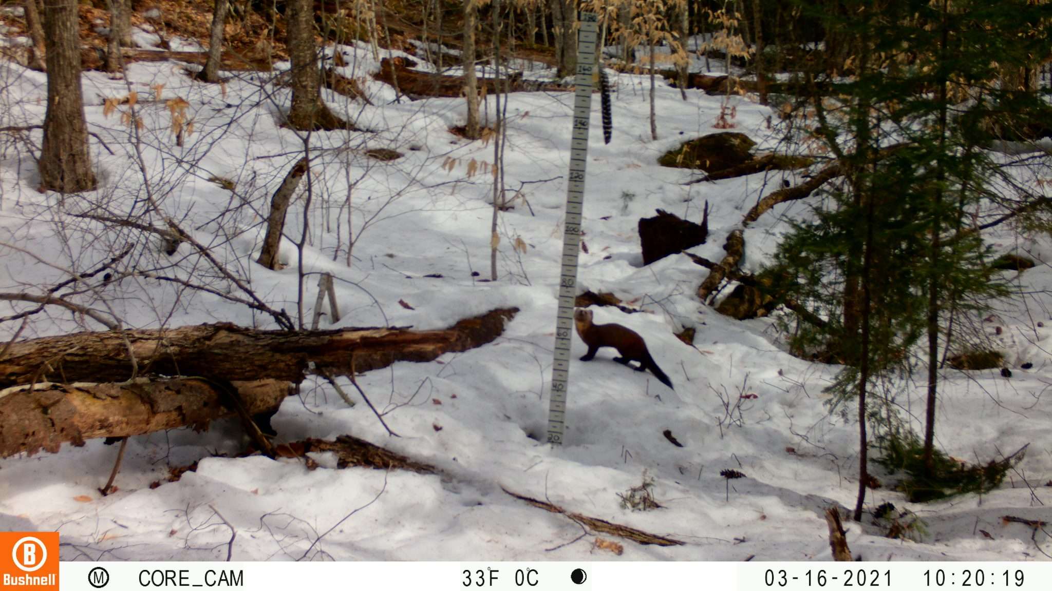 American marten