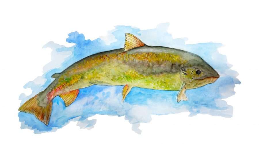 SalmonArt