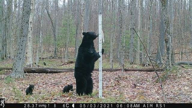 black bears