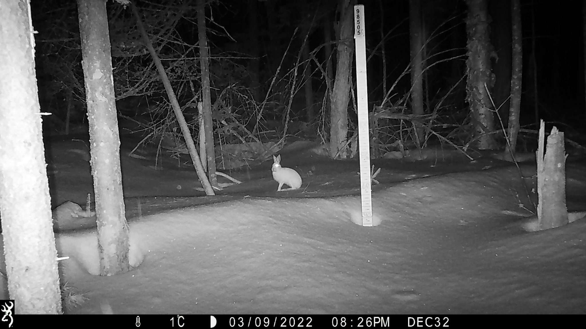 snowshoe hare