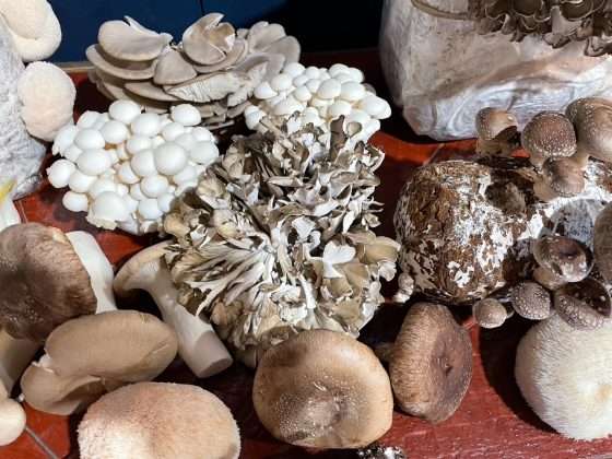 Mushroom mania hits the Adirondacks