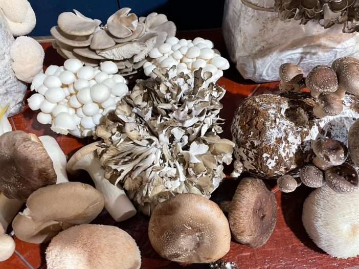 mushrooms
