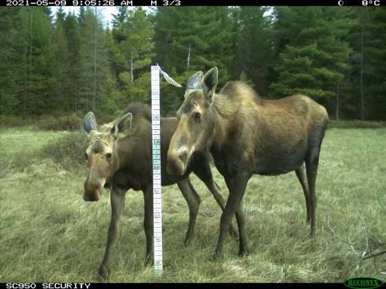 Candid cameras: Scientists, students collect images and data of the wild