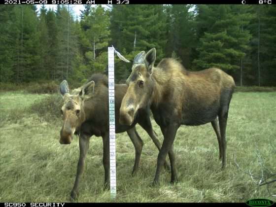 Federal grant fuels study to enhance wildlife safety on NY roads
