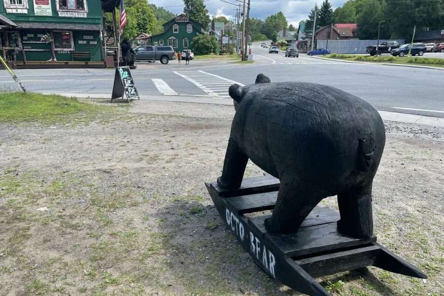 Long Lake black bears.