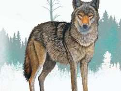 coyote