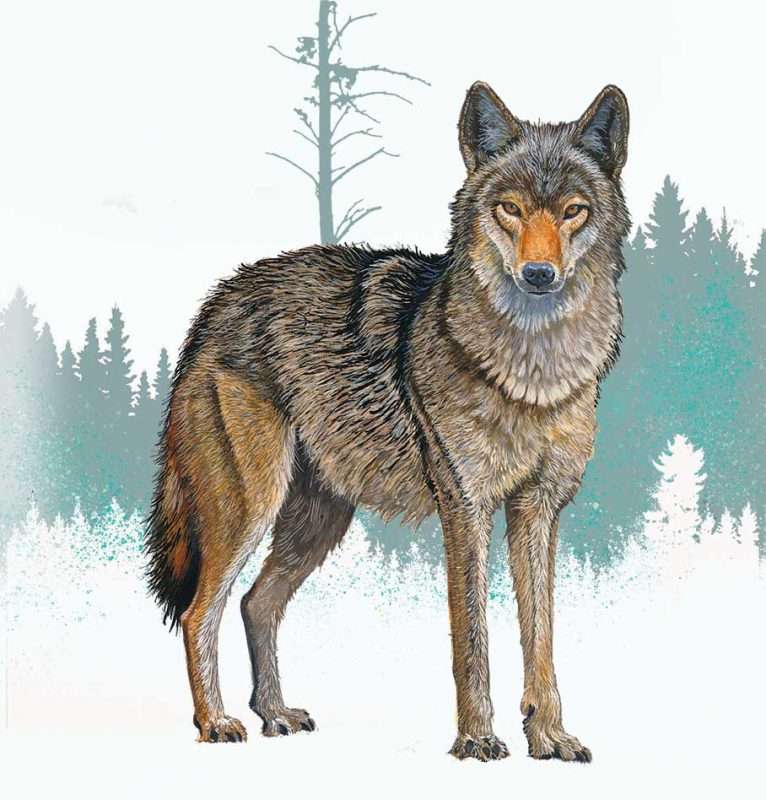 coyote