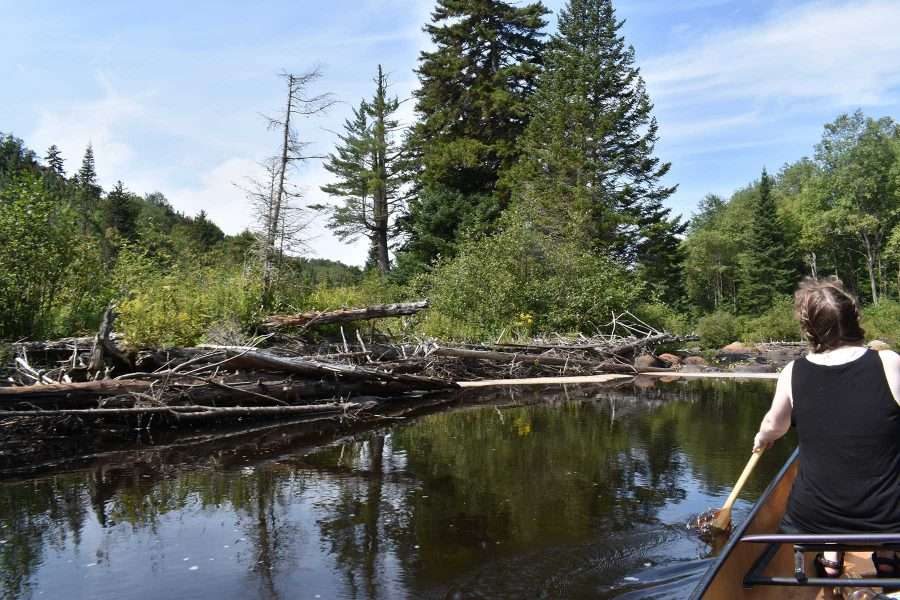 The power of the Grasse River South Branch in Flood Stage can be seen along much of the river where trees and debris piles up along the shore.