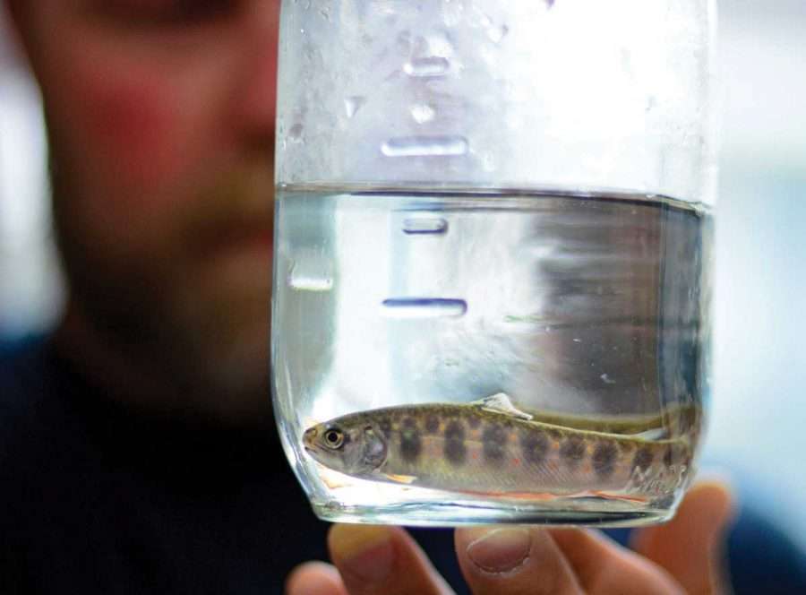 horn lake brook trout