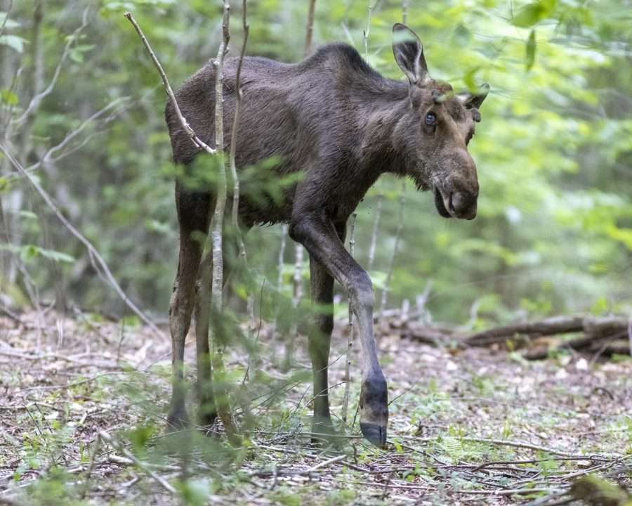 moose with brainworm