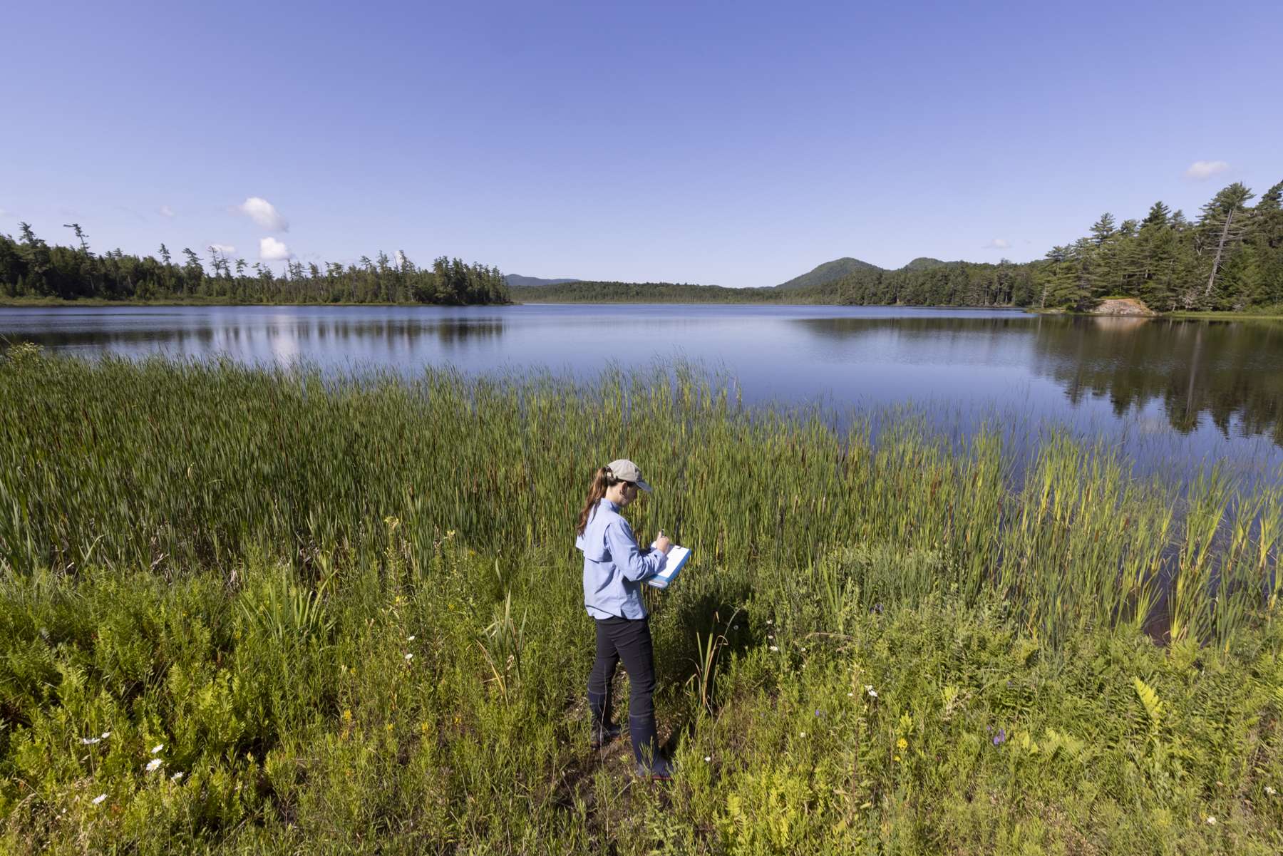 Moose researcher Jen Grauer has been studying parasites in relation to Adirondack moose. Photo by Mike Lynch