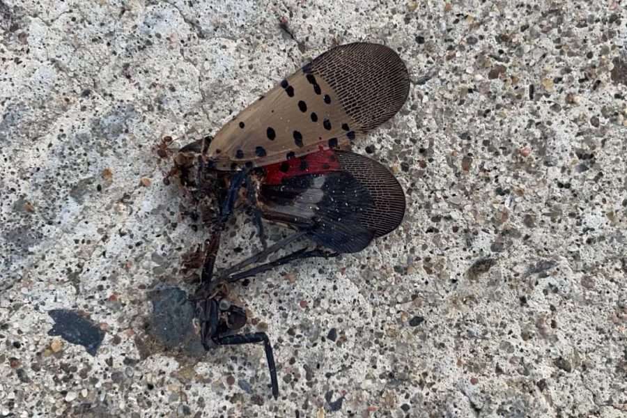 spotted lanternfly