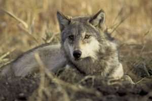 Princeton DNA analysis finds New York animal was a wolf