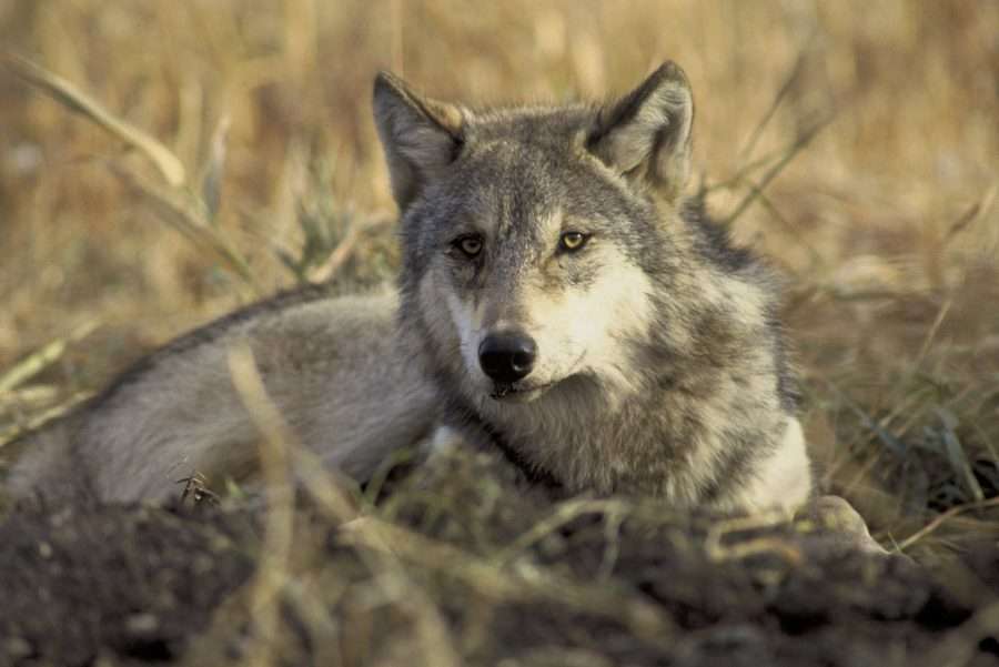 gray wolf, similar to eastern coyote