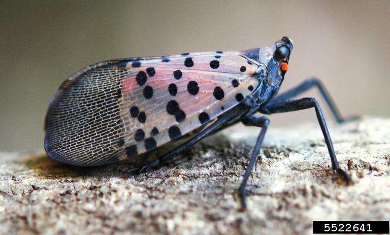 Ask a scientist: Spotted lanternfly