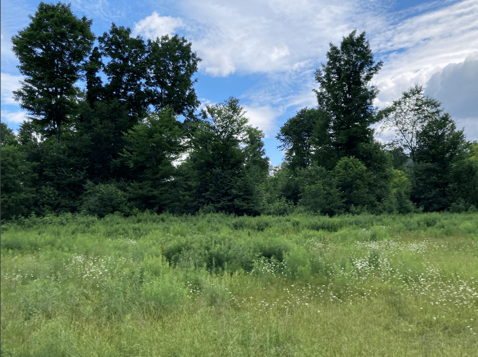 Lyme Timber Co. lands