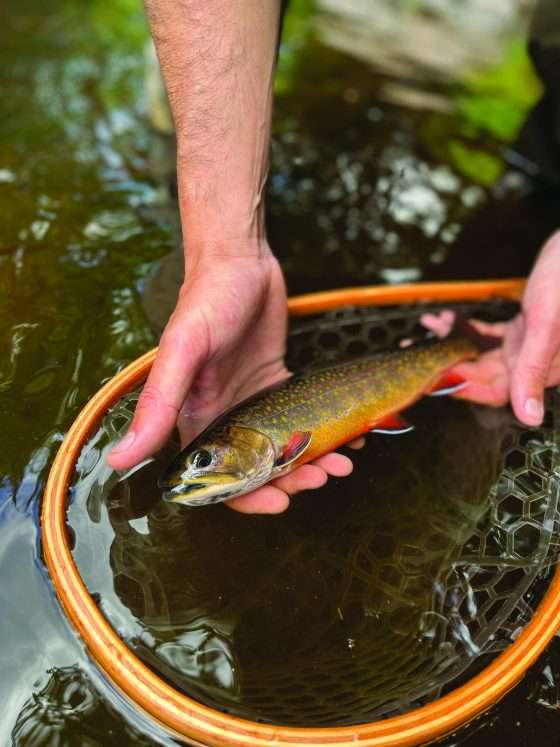 DEC develops plan for Adirondack lake-dwelling brook trout