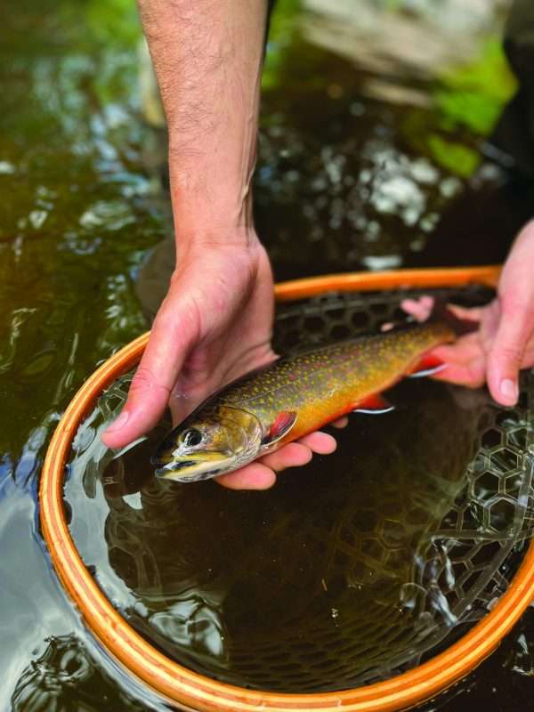 brook trout in a net