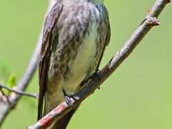 olive-sided flycatcher