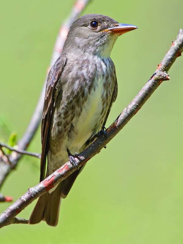 olive-sided flycatcher