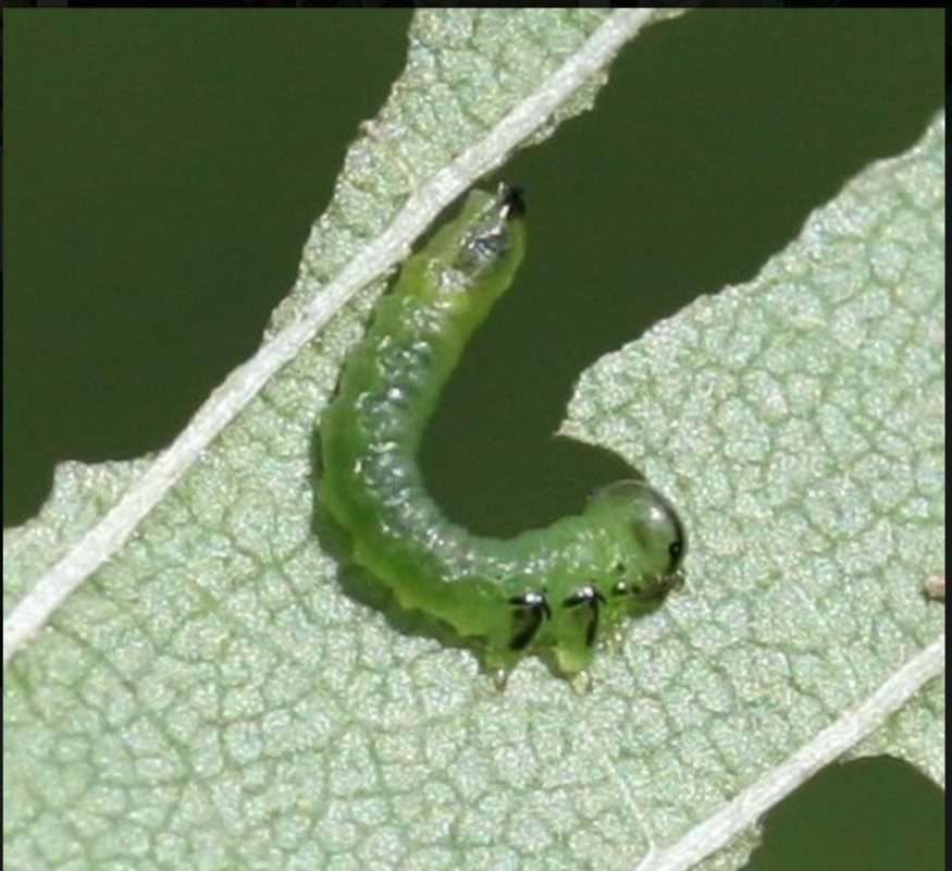 elm zigzag sawfly