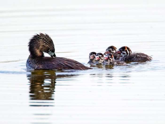 pied-billed grebes by larry master