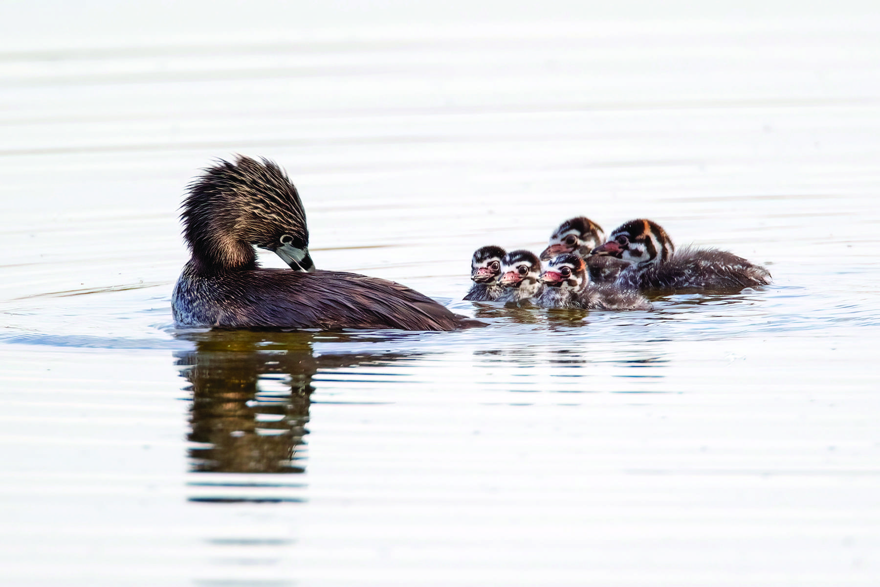 pied-billed grebes by larry master