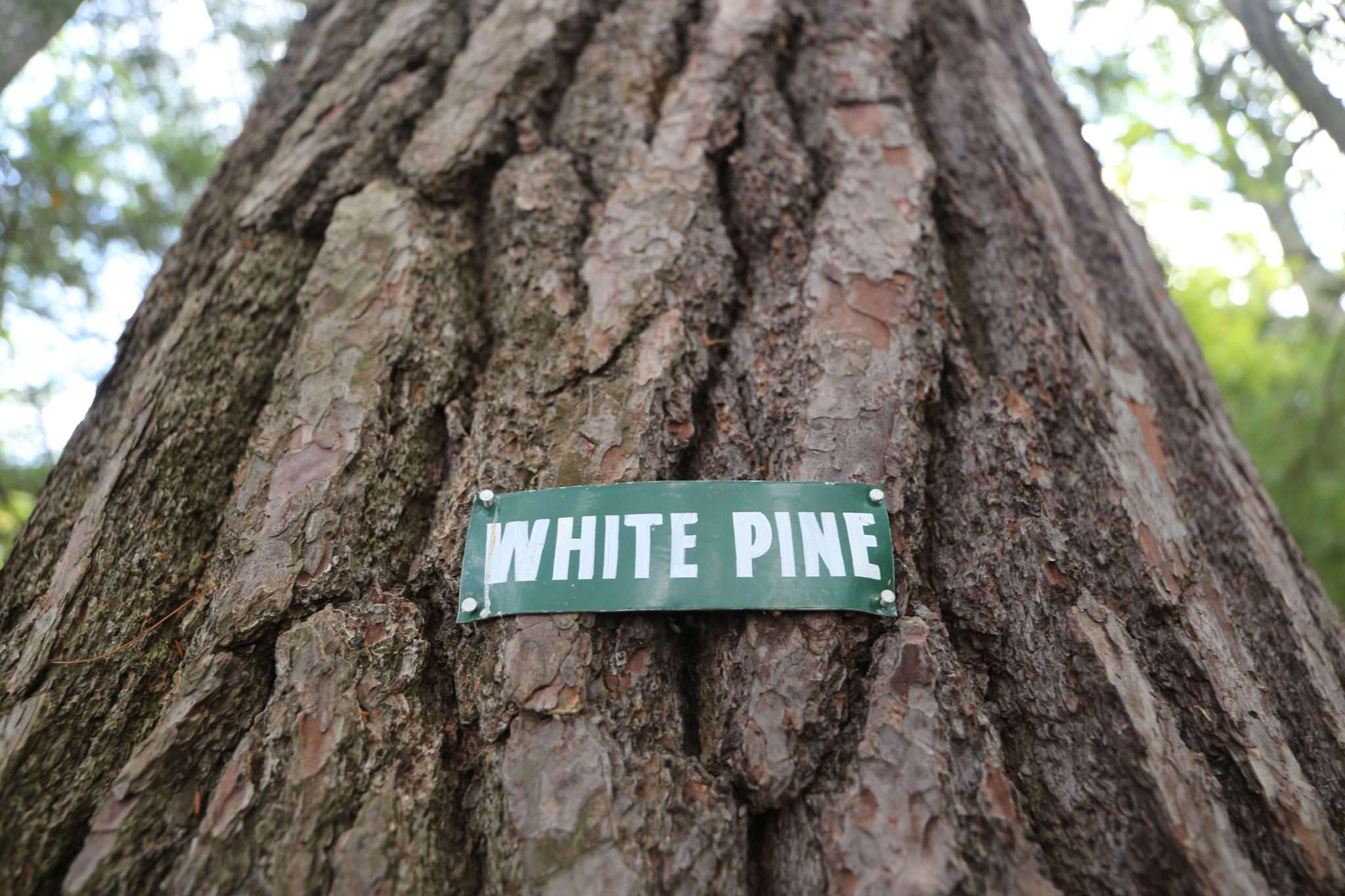 white pine