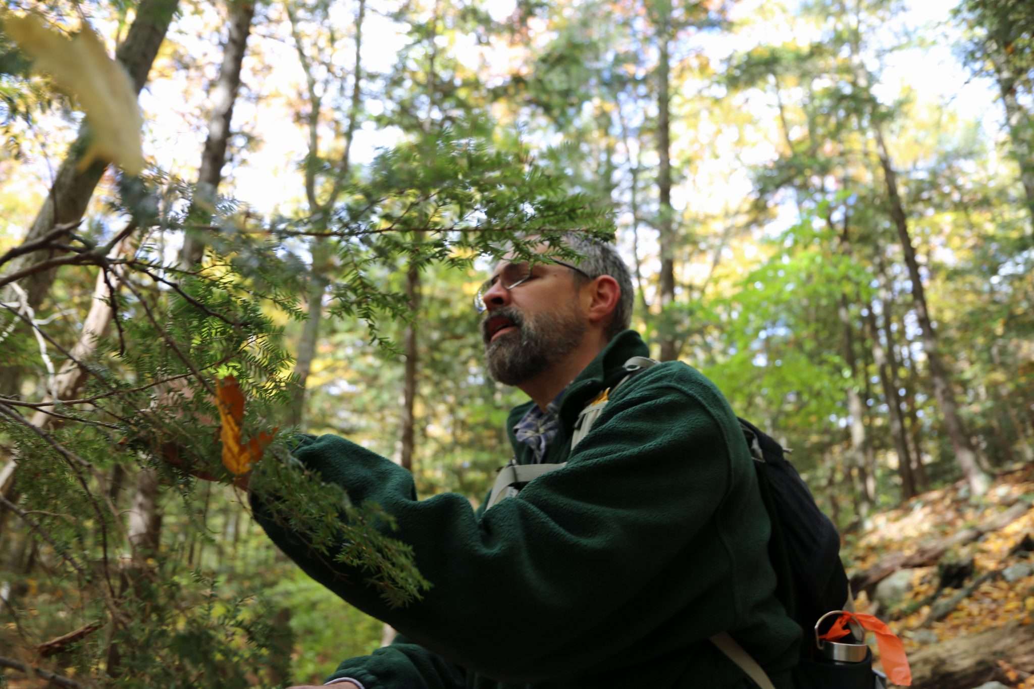 Jason Denham, forester with the state Department of Environmental Conservation, inspects a hemlock tree for hemlock woolly adelgid on Oct. 20, 2022 in Washington County on Lake George. Photo by Gwendolyn Craig