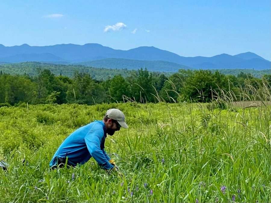 Adirondack Land Trust Stewardship Manager Derek Rogers removes invasives and plants pollinators at the Glenview Preserve in late  June.