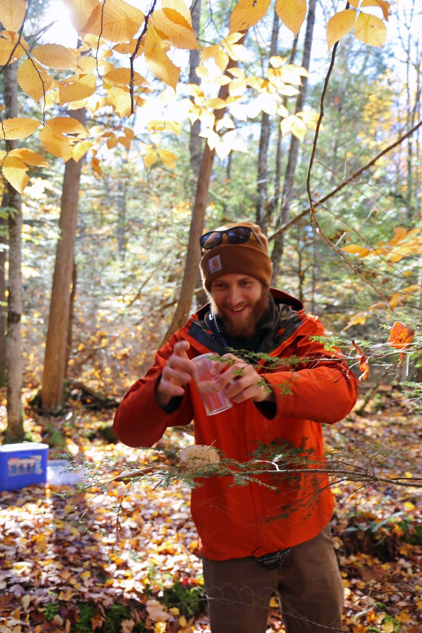 Nick Dietschler, of the New York State Hemlock Initiative, releases laricobius nigrinus, beetles that eat invasive hemlock woolly adelgid, on Oct. 27, 2022 on Lake George. Photo by Gwendolyn Craig