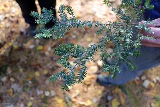 hemlock woolly adelgid