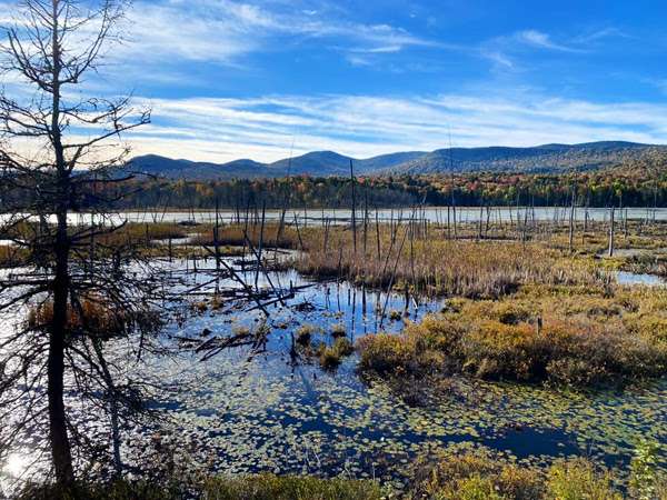 shaw pond