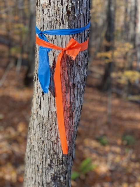 Multiple flaggings on Iron Mountain helps hikers follow the sketchy trail.