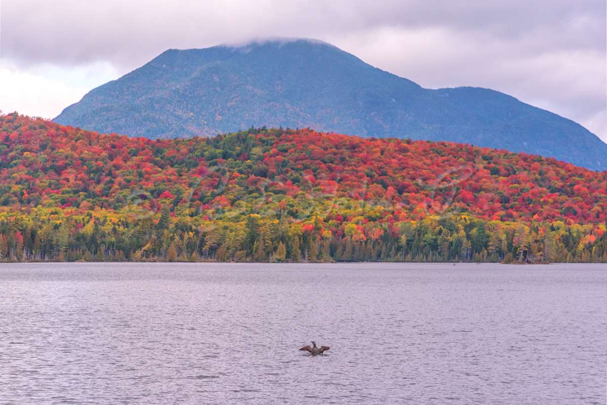 loon on Elk Lake