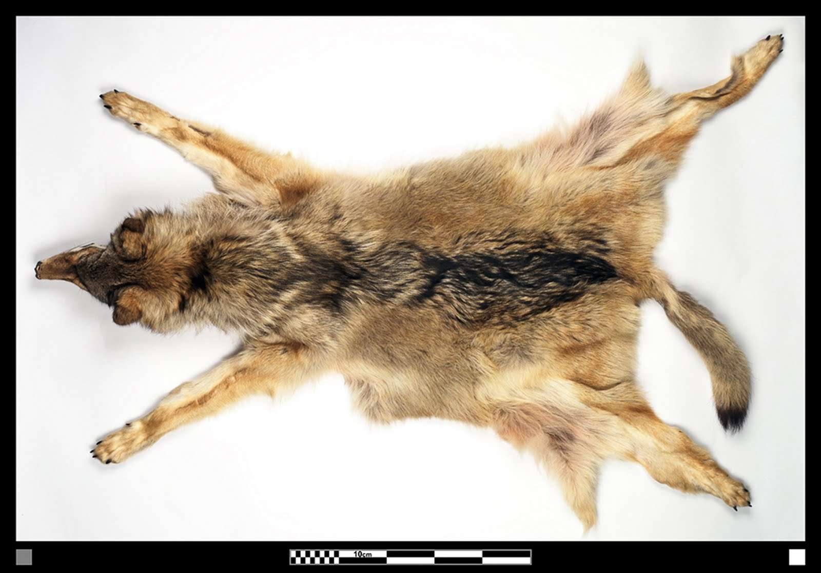 gray wolf pelt