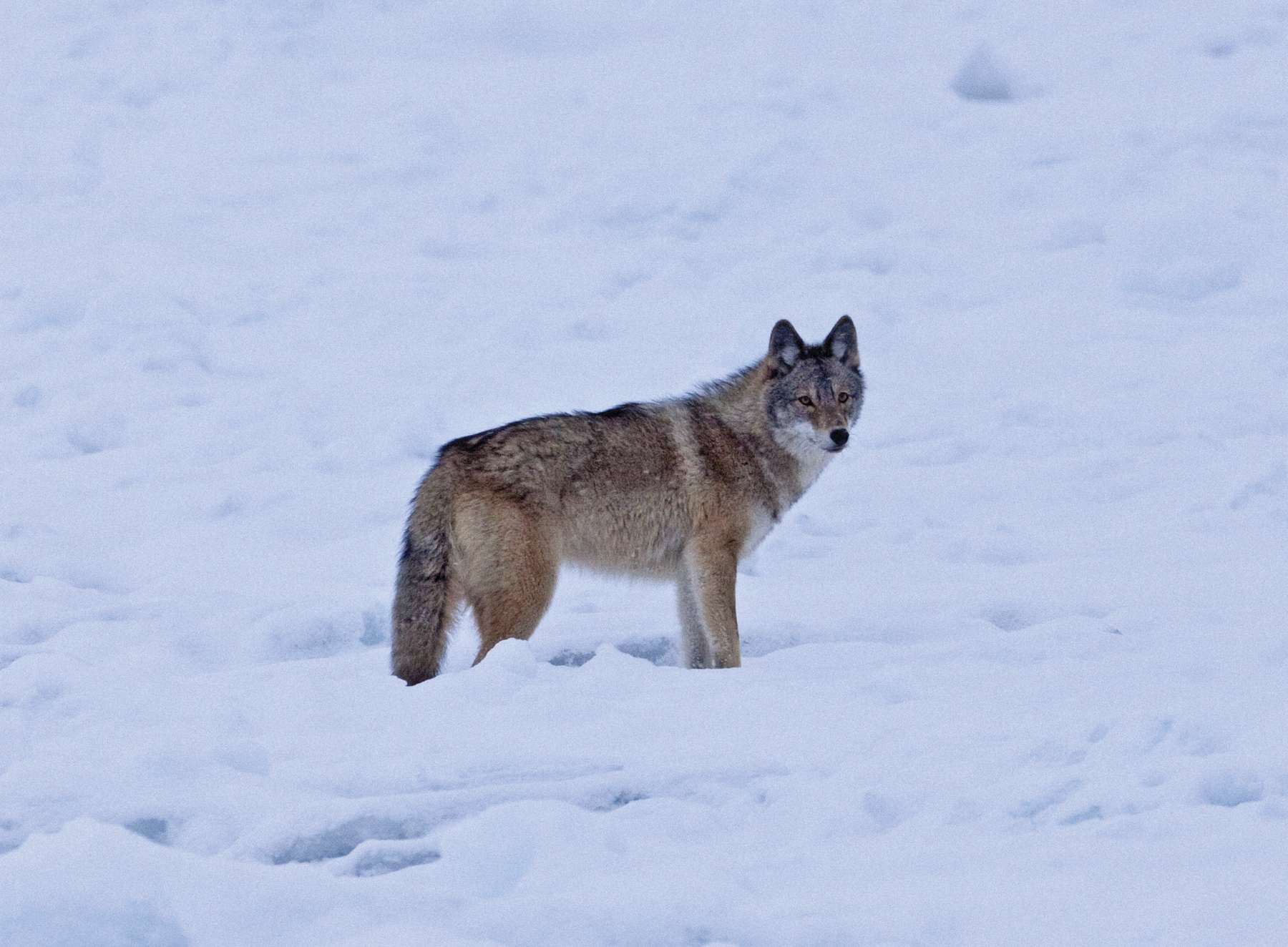 A canid crossing the iced mouth of the St. Lawrence River between Amherst and Wolfe Islands heading toward New York in January 2008. Photo by Larry Master