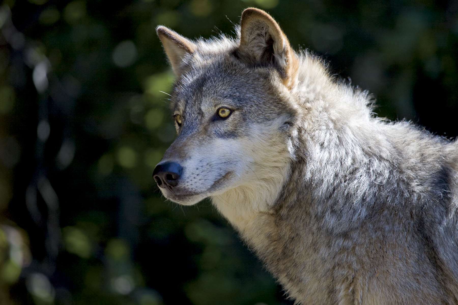 Great Lakes gray wolf