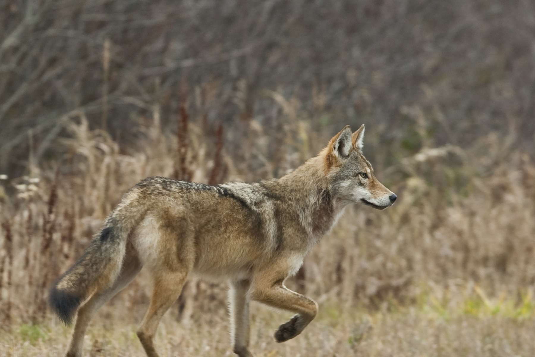 Eastern wolf in Algonquin Provincial Park. Photo by Michael Runtz