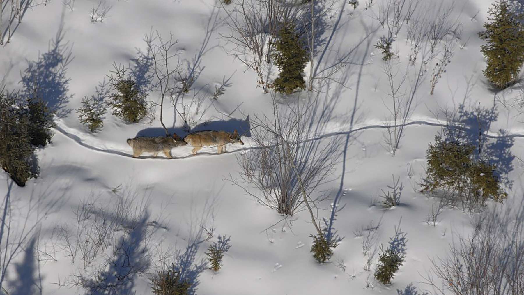 Michigan wolves