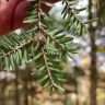 How to spot hemlock woolly adelgid