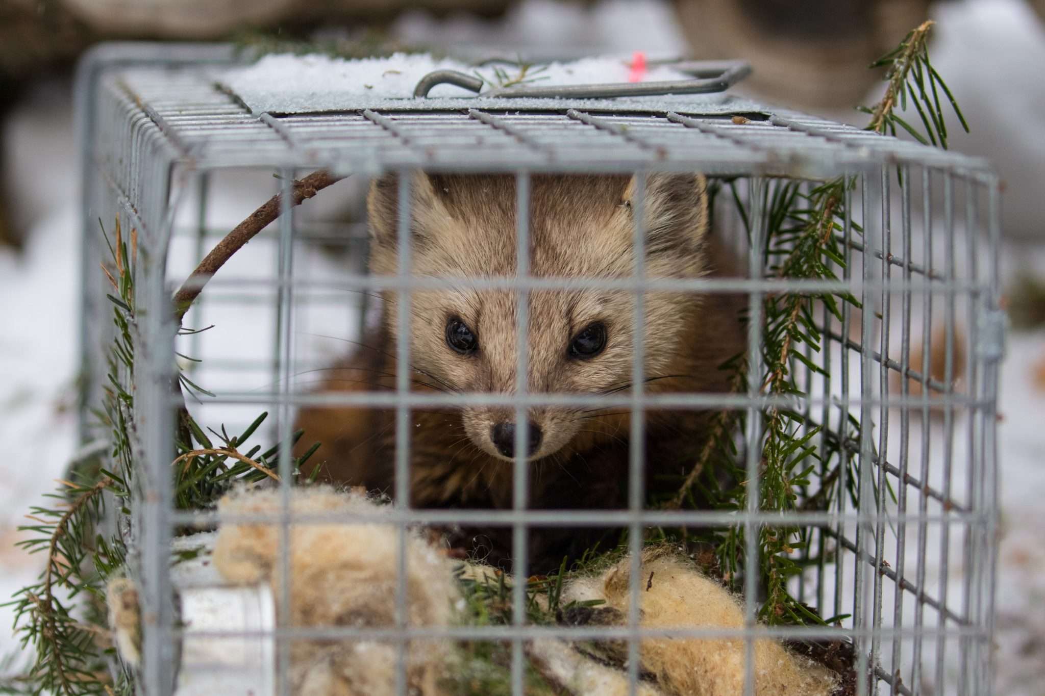 American marten