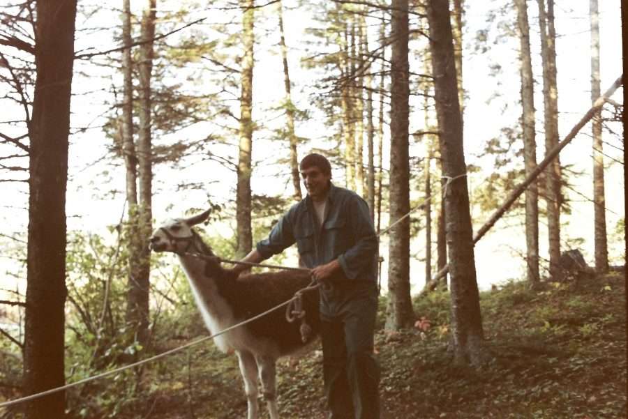 llama on the survey team