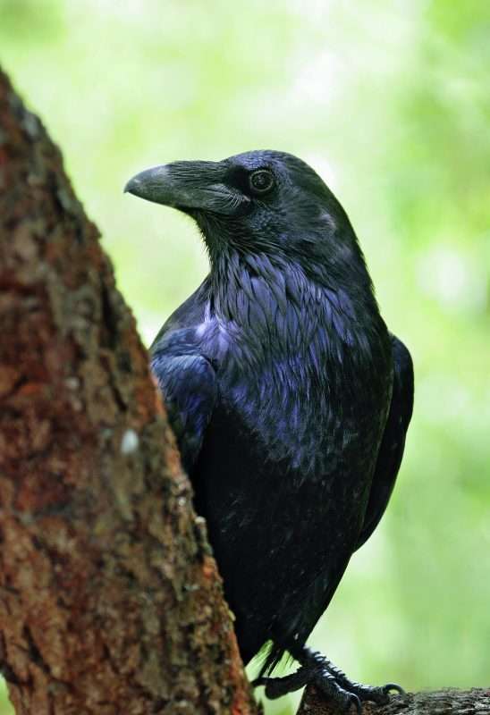 common raven