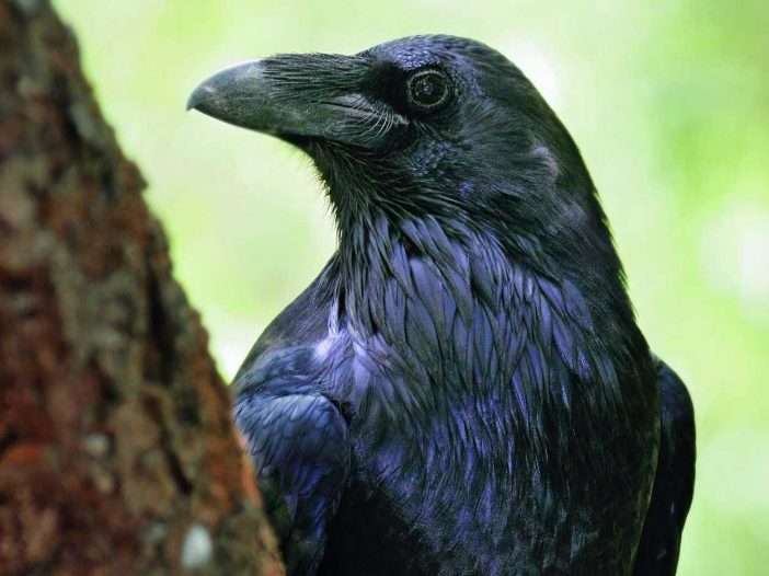 Common raven. Photo by Jeff Nadler