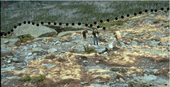 alpine vegetation in 1971