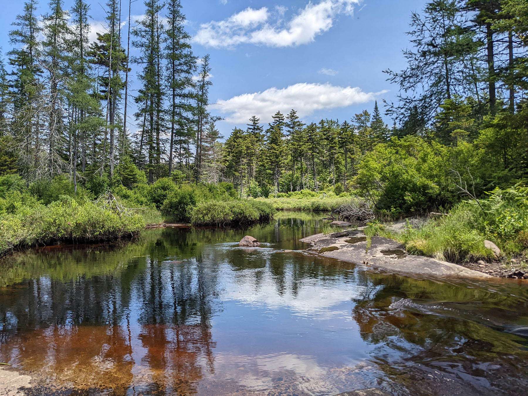 Bear Pond Forest