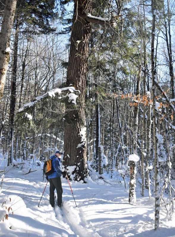 The Peavine Swamp Trail is known for its “large specimens of hardwoods, red spruce, and eastern hemlock.”  DEC foresters have measured a number of trees, including two red spruces with a DBH (Diameter at Breast Height) of 25 inches.  Hemlocks, perhaps the one in the picture, have been measured at over 40 inches DBH — giving a glimpse of what the forest may have looked like in the past.

